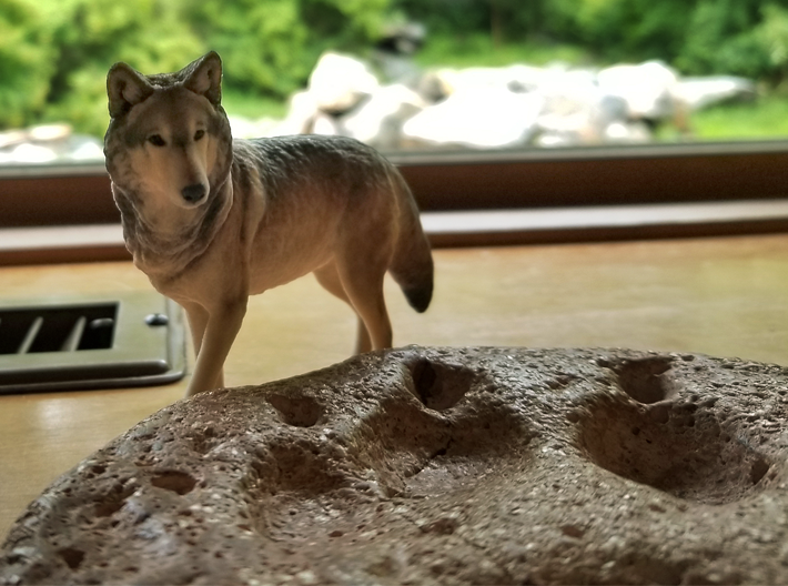 Lakota 3d printed Pictured at the International Wolf Center, with the paw print of the real-life Lakota