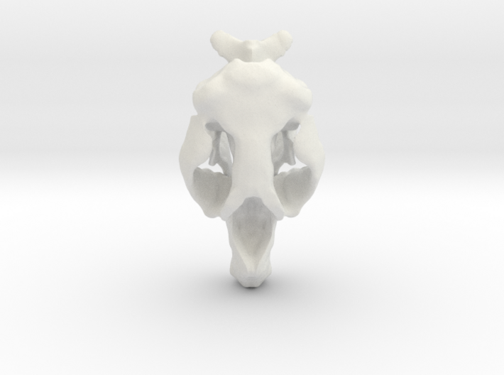 Hydrodamalis Skull- Stellers Seacow 3d printed