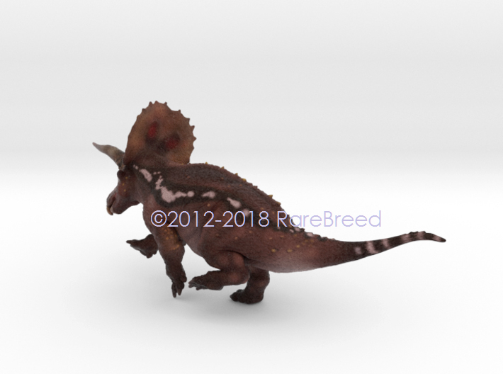 Torosaurus 3d printed Torosaurus in color ©2012-2018 RareBreed