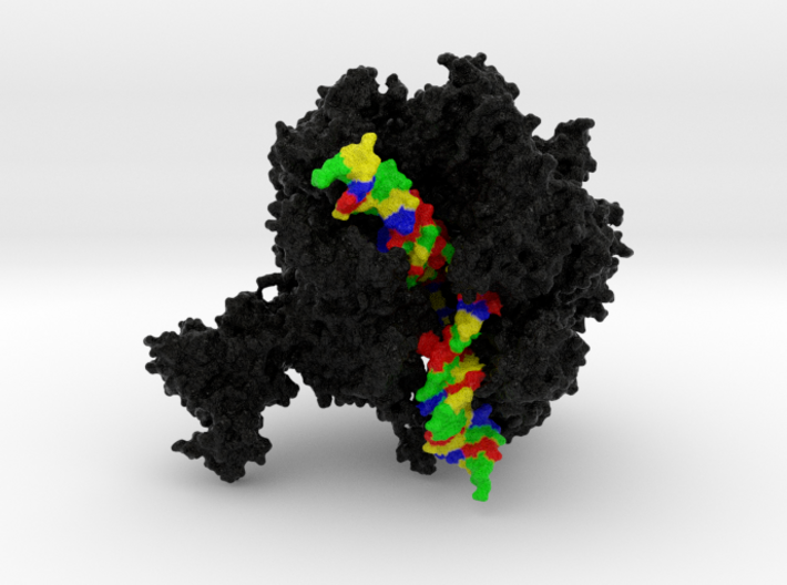 RNA Polymerase II 3d printed