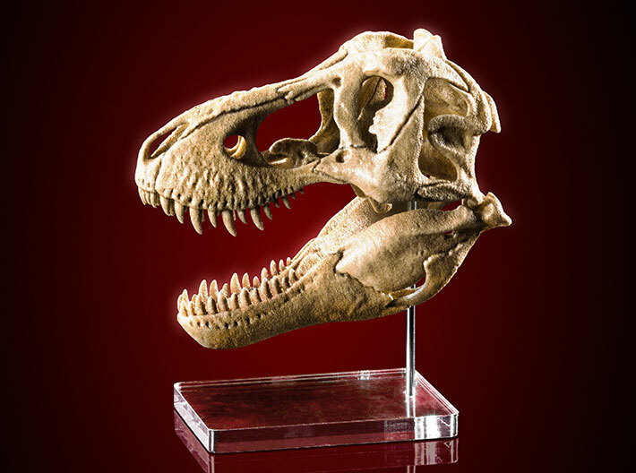 Tyrannosaurus skull - dinosaur model 3d printed Product with added paint finish