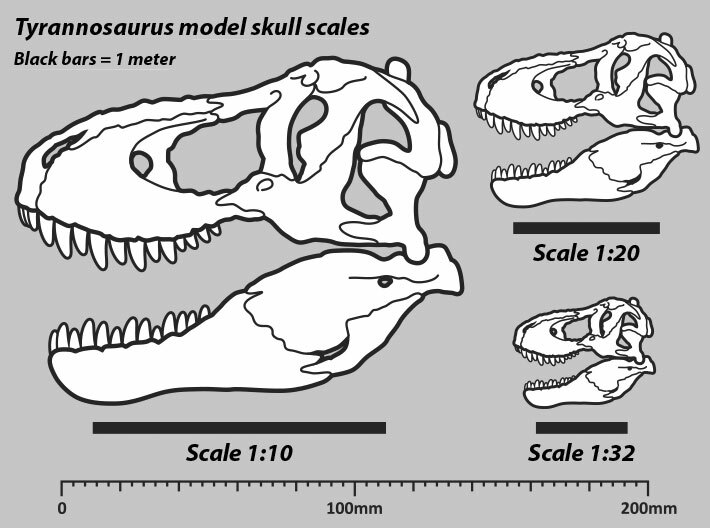 Tyrannosaurus skull - dinosaur model 3d printed Example scale diagram