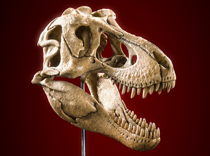 Tyrannosaurus skull - dinosaur model 3d printed Product photo