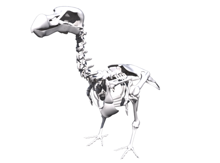 DODO Skeleton 3d printed 
