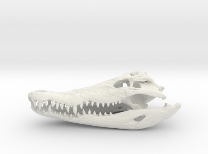 Crocodile Skull 3d printed