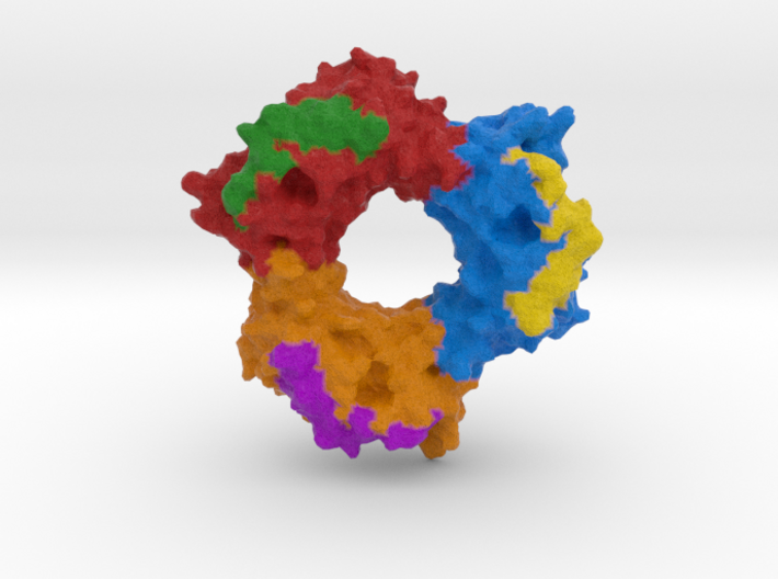 Proliferating Cell Nuclear Antigen 3d printed