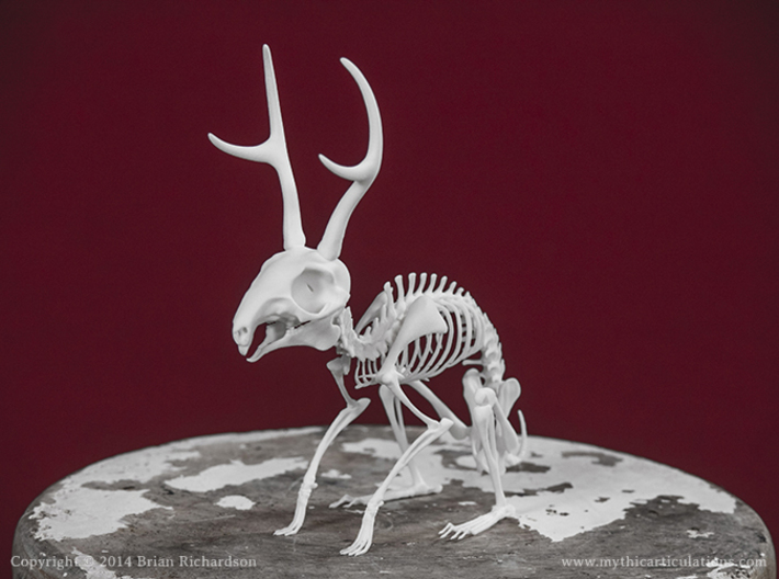 Jackalope Skeleton 3d printed