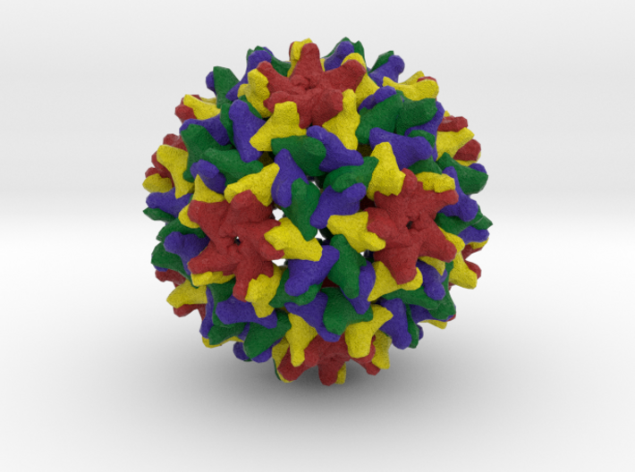 Woodchuck Hepatitis Virus 3d printed