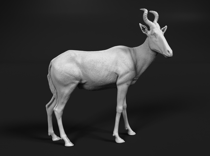 Red Hartebeest 1:45 Standing Male 3d printed 