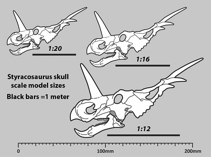 Styracosaurus skull - dinosaur model 3d printed Scale diagram