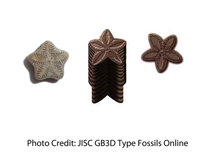 Crinoid Star Earrings - Science Jewelry 3d printed 