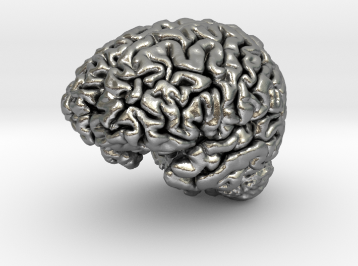 Human Brain Model (Small) 3d printed