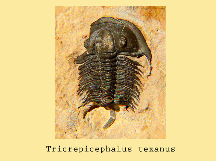 Tricrepicephalus Trilobite Pendant  3d printed Tricrepicephalus texanus