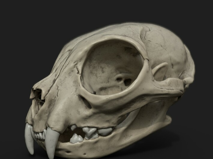 Cat Skull 3d printed 3d rendering