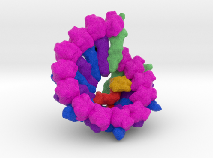 Human γ-Tubulin Ring Complex (γ-TuRC) 3d printed