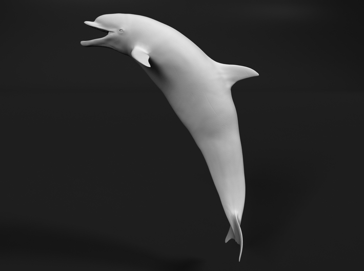 Bottlenose Dolphin 1:120 Mouth open 3d printed
