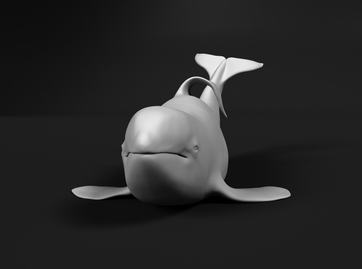 Killer Whale 1:48 Captive male out of the water 3d printed 