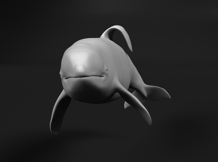 Killer Whale 1:12 Captive male swimming 3d printed 