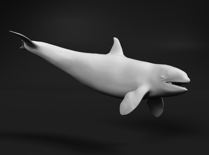 Killer Whale 1:25 Female with mouth open 2 3d printed 