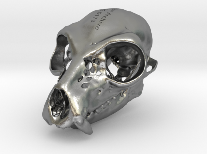 Lemur Skull 3d printed