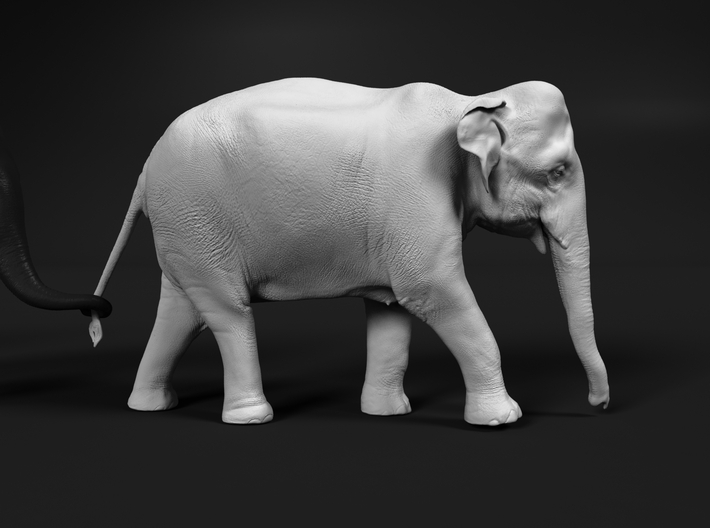 Indian Elephant 1:9 Female walking in a line 1 3d printed 