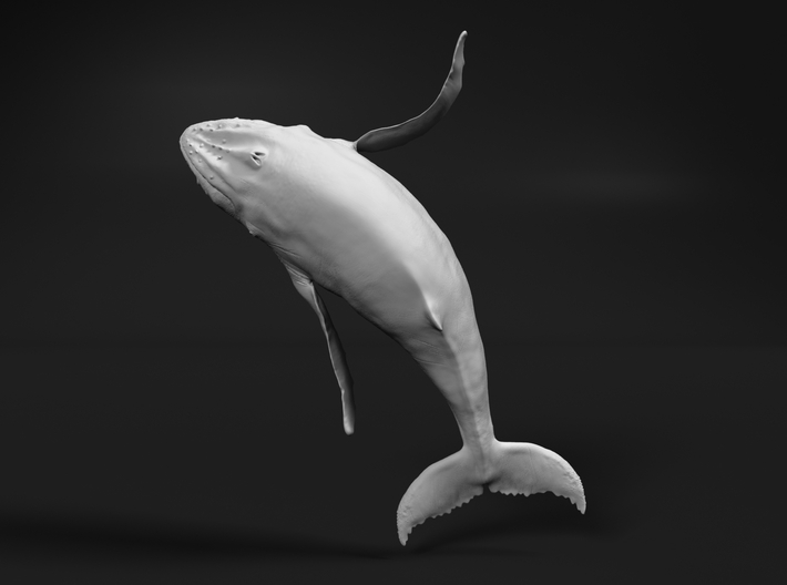 Humpback Whale 1:160 Breaching Female 1 3d printed 