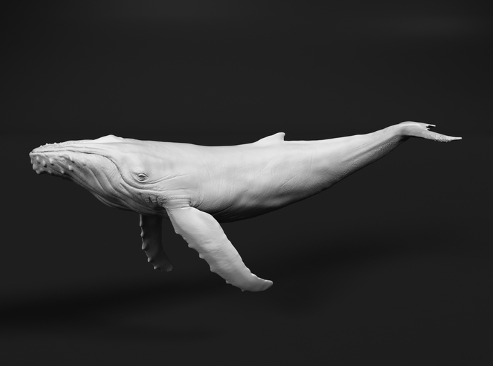 Humpback Whale 1:87 Swimming Calf 3d printed 