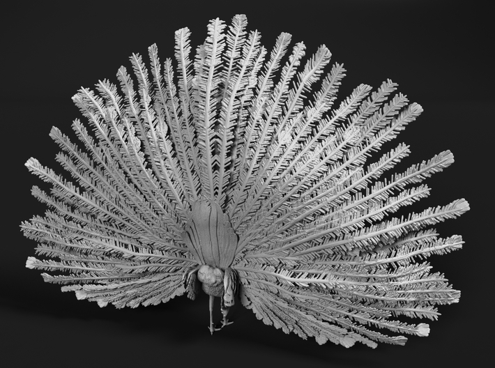 Indian Peafowl 1:9 Displaying Peacock 3d printed 