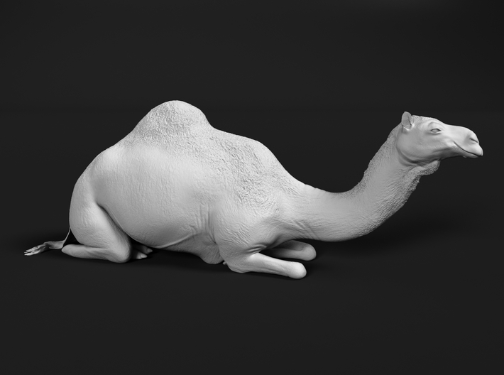 Dromedary 1:43 Lying Female 3d printed