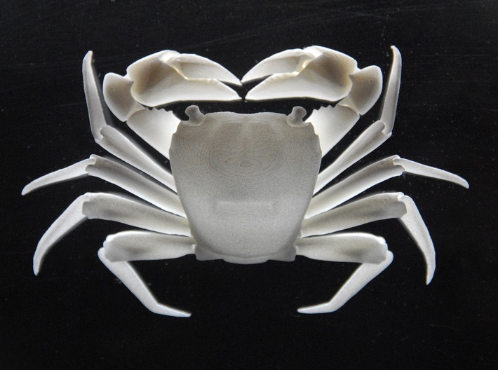 2X size Shore crab (Pachygrapsus crassipes) 3d printed 