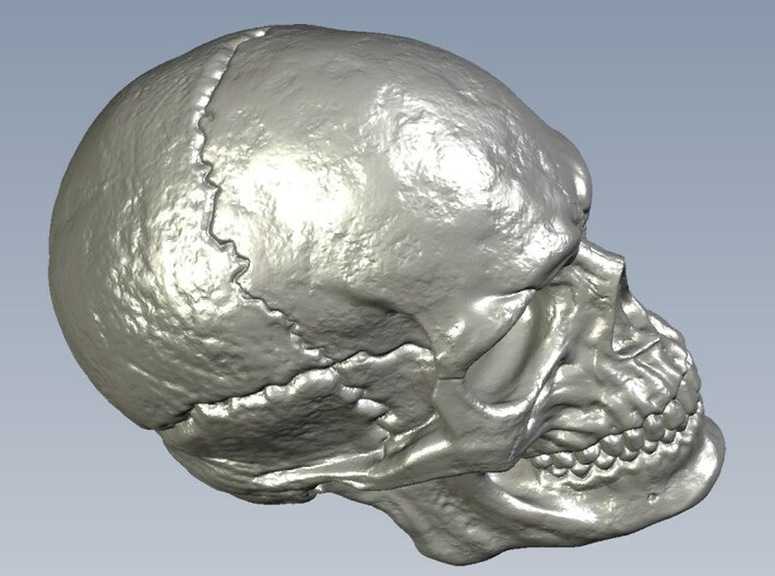 1/24 scale human skull miniatures x 10 3d printed 