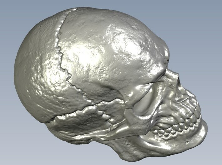 1/16 scale human skull miniatures x 10 3d printed