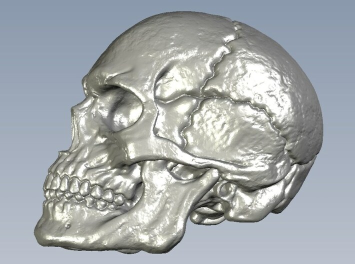 1/16 scale human skull miniatures x 15 3d printed 