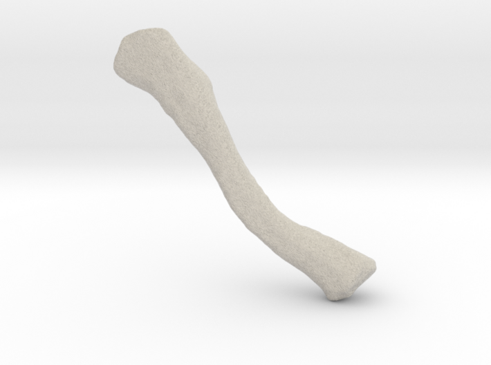 Right Clavicle 3d printed