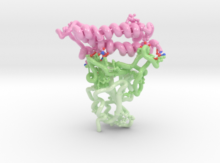 SARS-CoV-1 RBD Antibody Complex 6ACG 3d printed