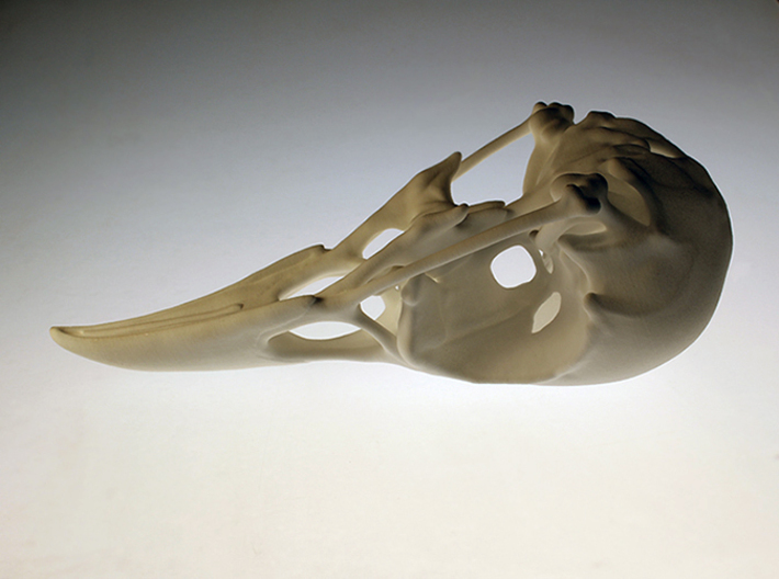 Bird Skull - Macro 3d printed