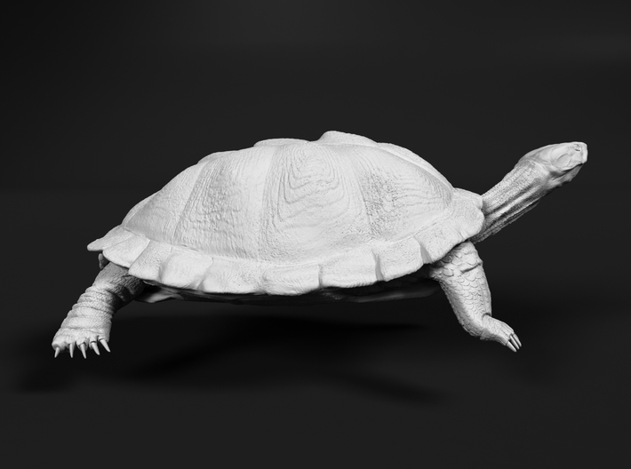 Serrated Hinged Terrapin 1:10 Sunbathing 1 3d printed 