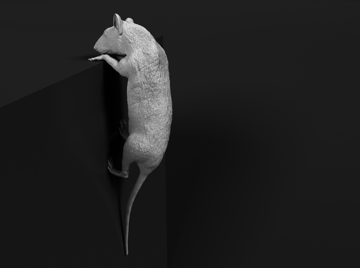 Brown Rat 1:24 Climbing on edge 3d printed