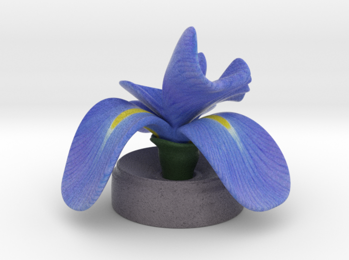 Blue Iris in concrete 3d printed