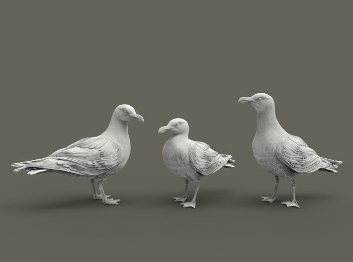 Glaucous Gull set 1:22 three different pieces 3d printed