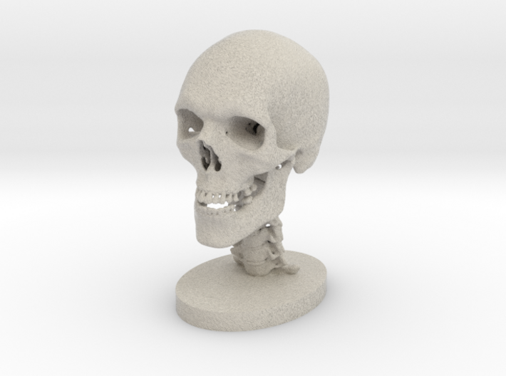 1/4 Scale Human Skull 3d printed