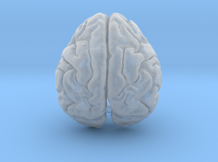 Orangutan Brain 3d printed