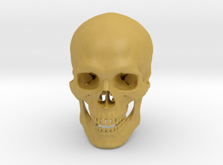 Realistic Human Skull With Removable Jaw V.2.00 3d printed