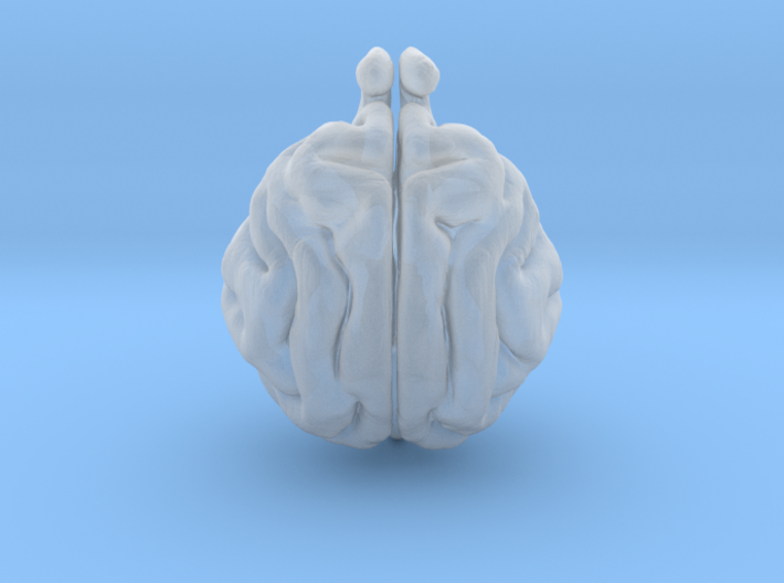 Cat Brain 3d printed