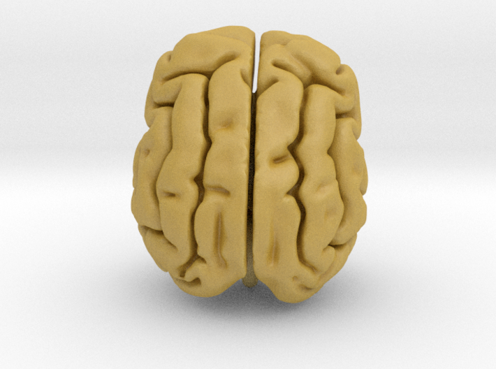 Cheetah brain 3d printed