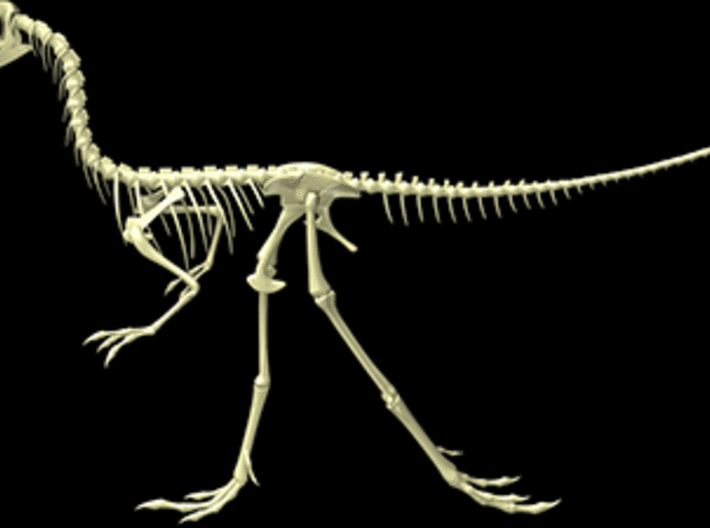 Compsognathus Skeleton (over 2-feet long)  3d printed 