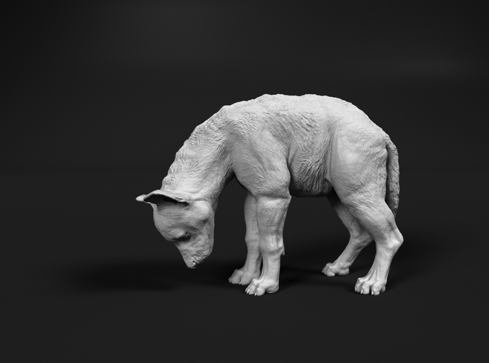 Spotted Hyena 1:20 Cub looking down 3d printed