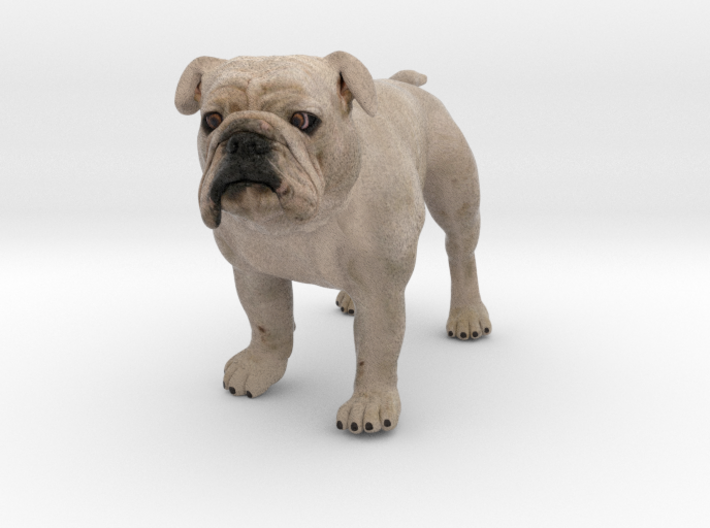 Bulldog S Full Color Sandstone 3d printed 
