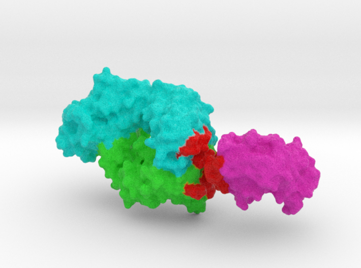Antibody Fab and Antigen molecule 3d printed 