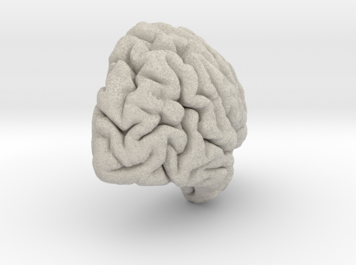 Right Brain Hemisphere 1/1 3d printed